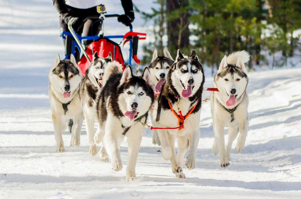 Dog Sledding Regions Across Scandinavia