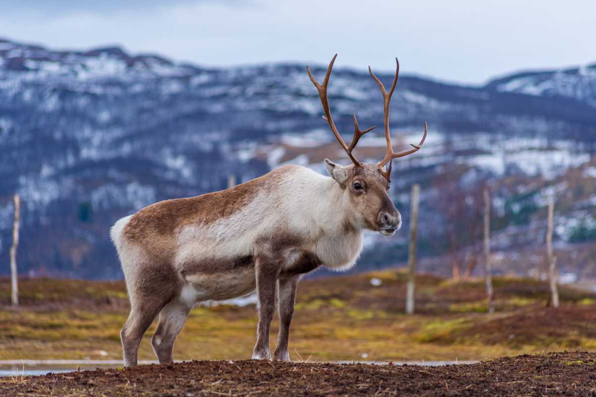 Locations Where Reindeer Still Roam